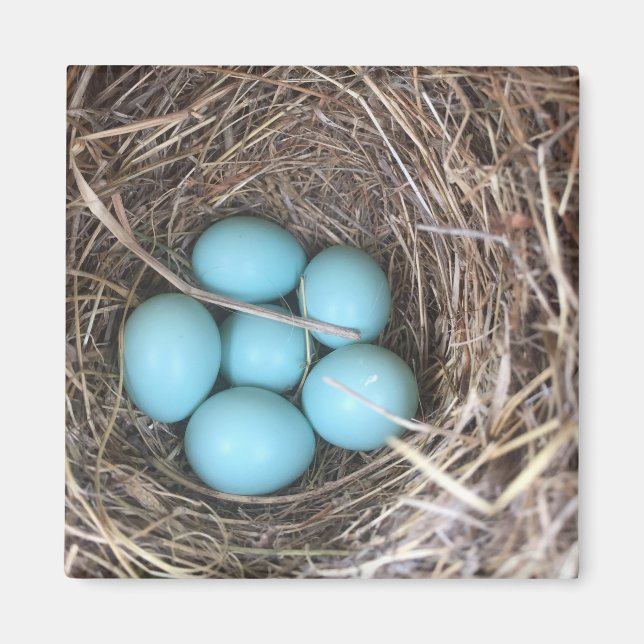 Refrigerator Magnets - Bluebird Eggs (Front)