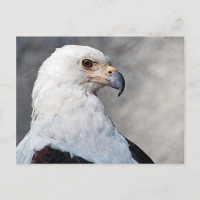 Regal American Bald Eagle Portrait Postcard (Front)