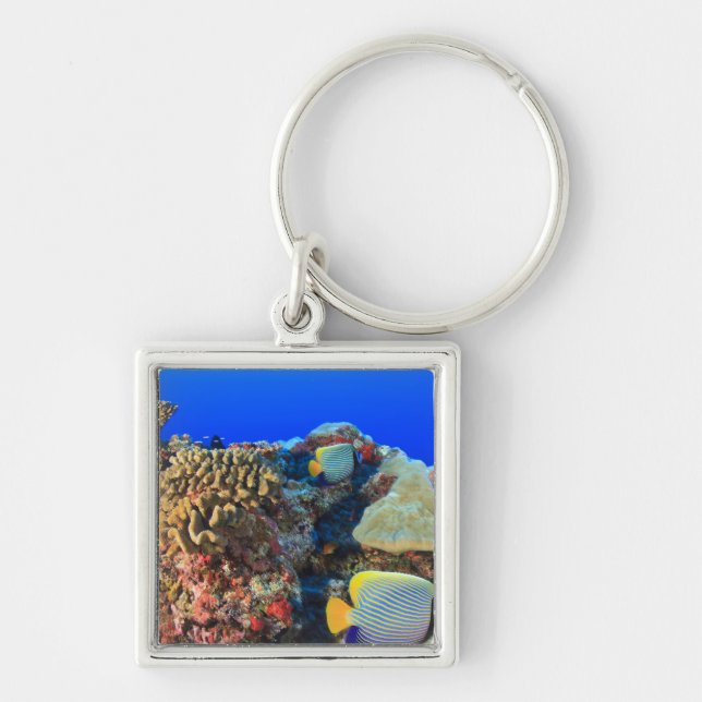 Regal Angelfish Pygoplites diacanthus), Key Ring (Front)