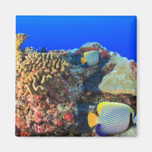 Regal Angelfish Pygoplites diacanthus), Magnet