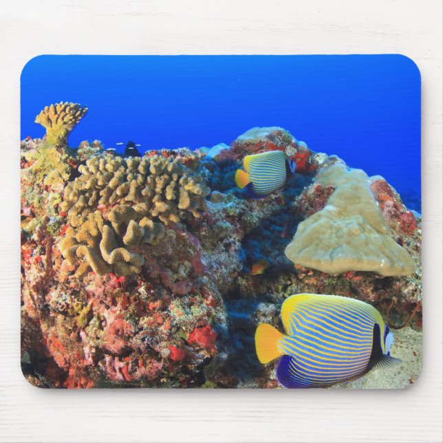 Regal Angelfish Pygoplites diacanthus), Mouse Mat (Front)