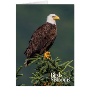 Regal Bald Eagle