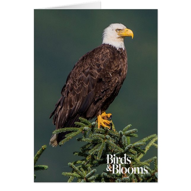 Regal Bald Eagle (Front)