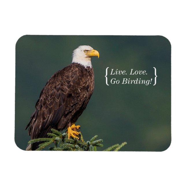 Regal Bald Eagle Magnet (Horizontal)