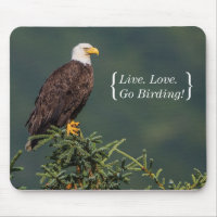 Regal Bald Eagle