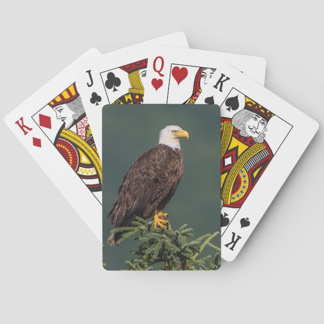 Regal Bald Eagle Playing Cards (Back)