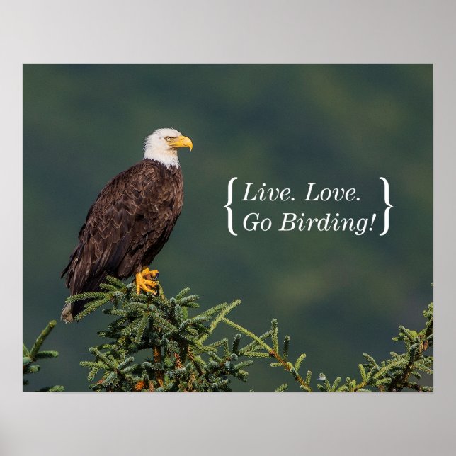 Regal Bald Eagle Poster (Front)