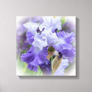 Regal Bearded Iris - Purple & White Canvas Print