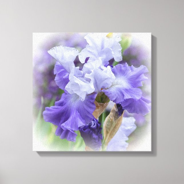 Regal Bearded Iris - Purple & White Canvas Print (Front)
