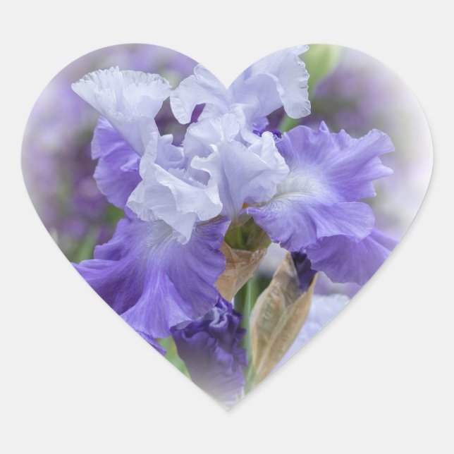 Regal Bearded Iris - Purple & White Heart Sticker (Front)