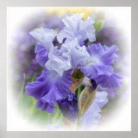 Regal Bearded Iris - Purple & White
