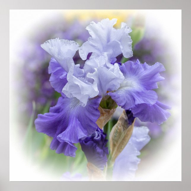 Regal Bearded Iris - Purple & White Poster (Front)