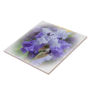 Regal Bearded Iris - Purple & White Tile