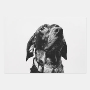 regal bw dog wrapping paper sheet