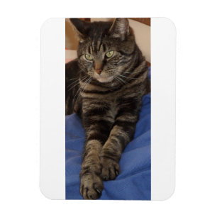 Regal Dave 3"x4" Photo Magnet