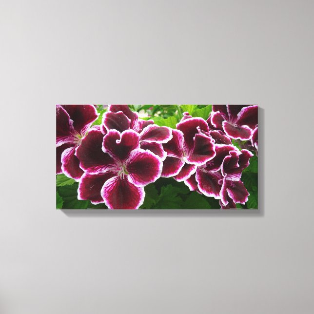 Regal Geranium Flowers Elegant Maroon Floral Lugga Canvas Print (Front)