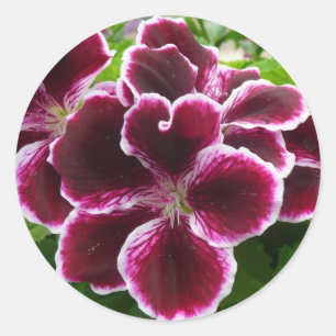 Regal Geranium Flowers Elegant Maroon Floral Lugga Classic Round Sticker