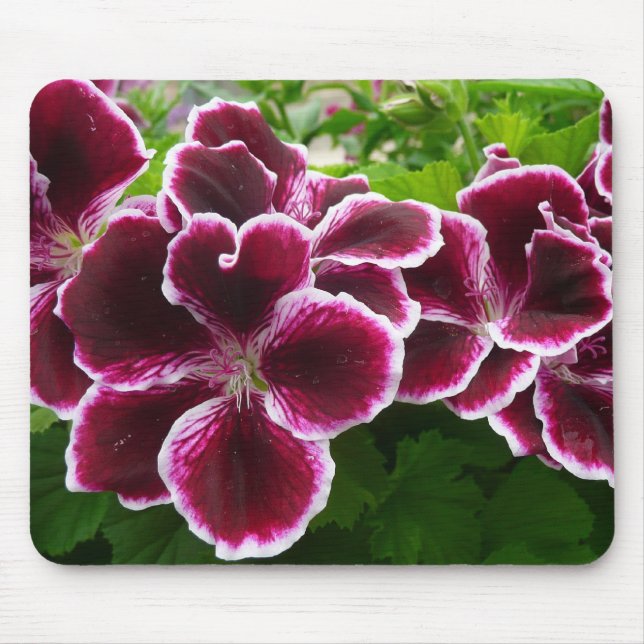 Regal Geranium Flowers Elegant Maroon Floral Lugga Mouse Mat (Front)