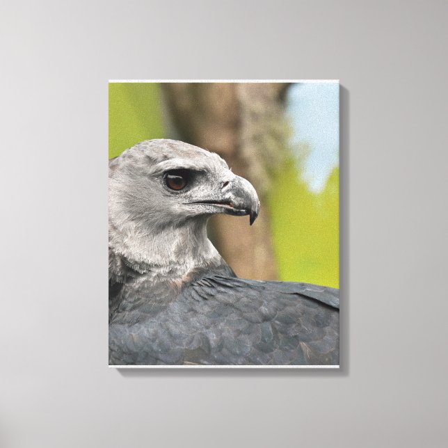 Regal Harpy Eagle Canvas Print (Front)
