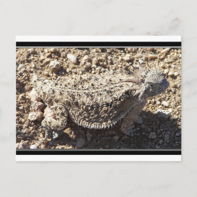 Regal Horned Lizard Postcard (Front)