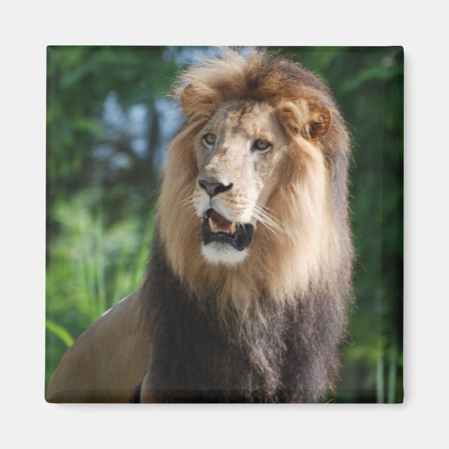 Regal Lion Magnet (Front)