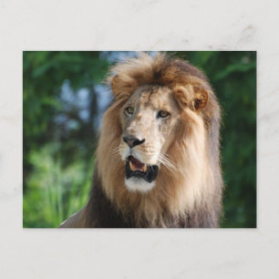 Regal Lion Postcard