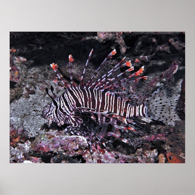 Regal Lionfish Poster (Front)