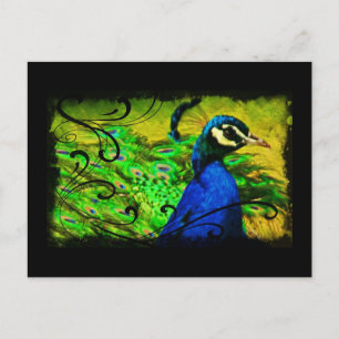 Regal Peacock Elegant Fine Art  Postcard