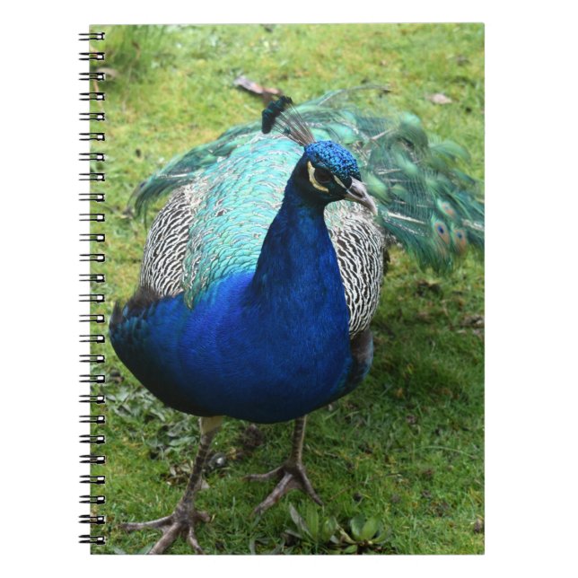 Regal Peacock Power Notebook (Front)