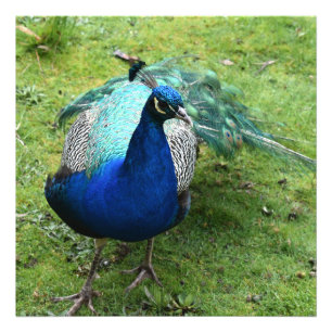 Regal Peacock Power Photo Print