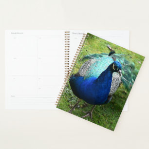 Regal Peacock Power Planner