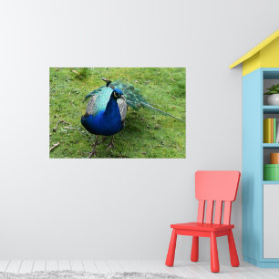 Regal Peacock Power Poster