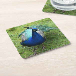 Regal Peacock Power Square Paper Coaster