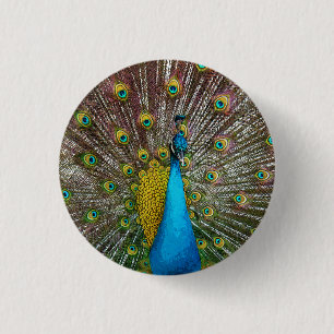 Regal Peacock with Teal and Gold Tail Feathers 3 Cm Round Badge