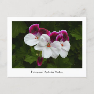 Regal Pelargonium Collectable Postcard