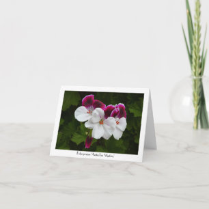 Regal Pelargonium Flowers Collectable Greeting Card