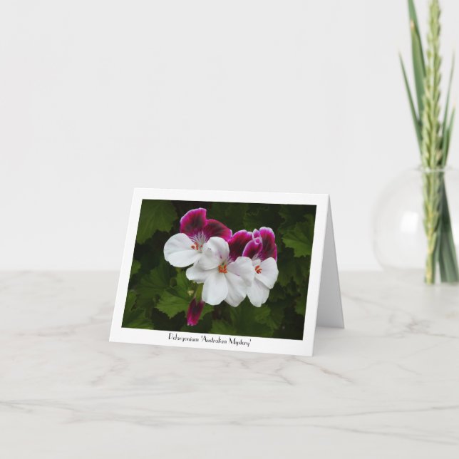 Regal Pelargonium Flowers Collectable Greeting Card (Front)