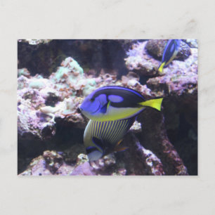 Regal Tang and Emperor Angelfish # 2 Postcard