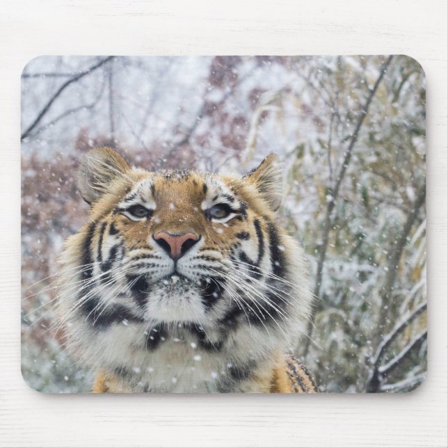 Regal Tiger in Snow Mouse Mat (Front)