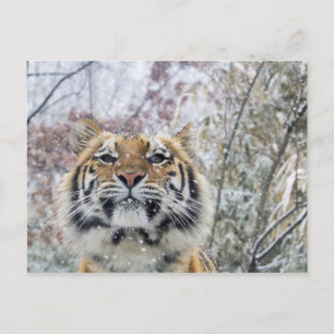 Regal Tiger in Snow Postcard