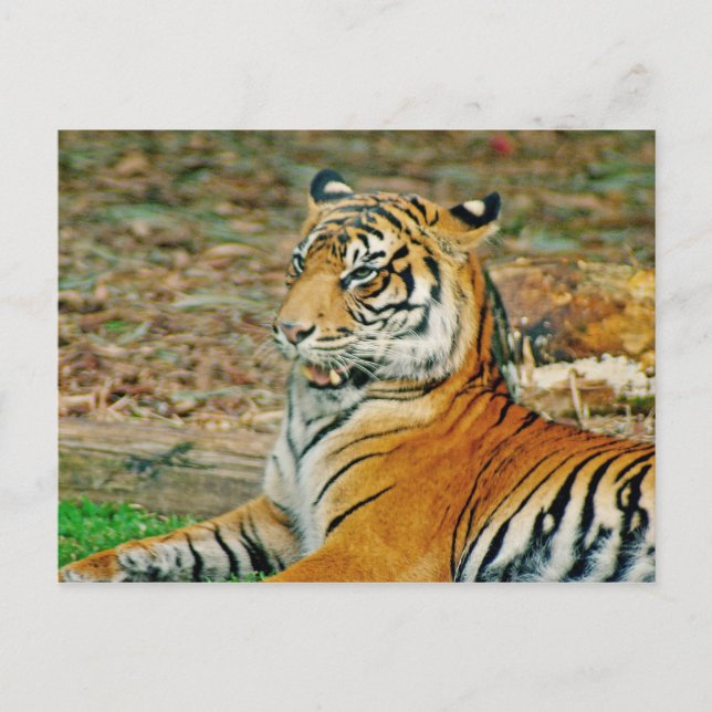 Regal Tiger Postcard (Front)