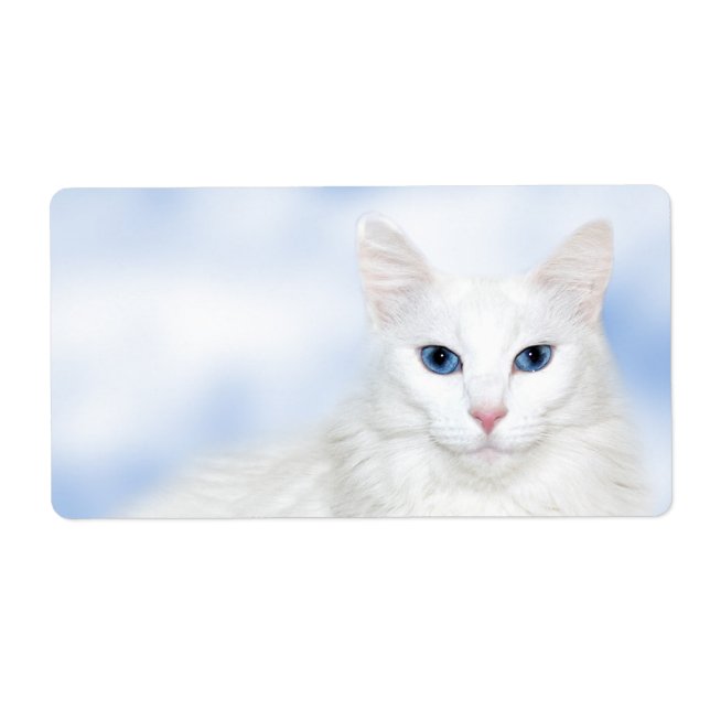 Regal white cat (Front)