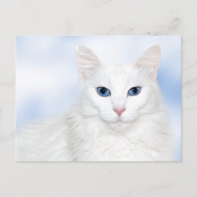 Regal white cat postcard (Front)