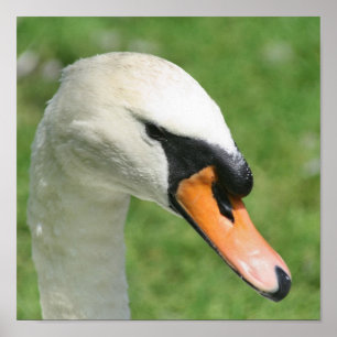 Regal White Swan Nature  Poster