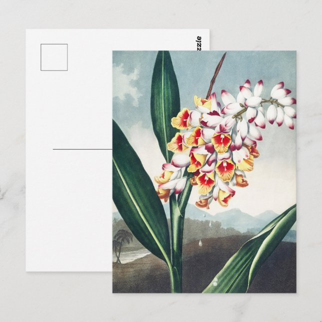 Regency Style White Yellow Exotic Floral Decor Postcard (Front/Back)