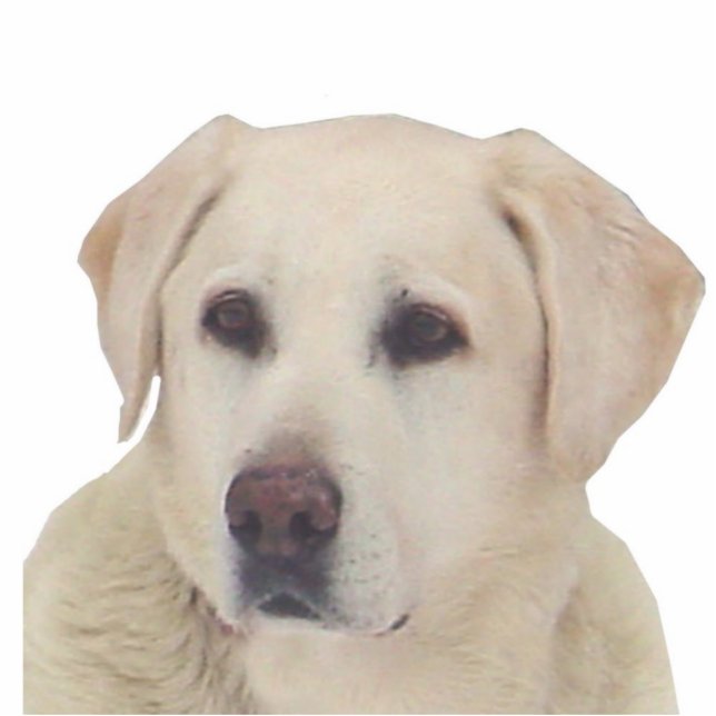 Reggie Standing Photo Sculpture (Front)