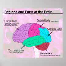 Regions and Parts of the Brain