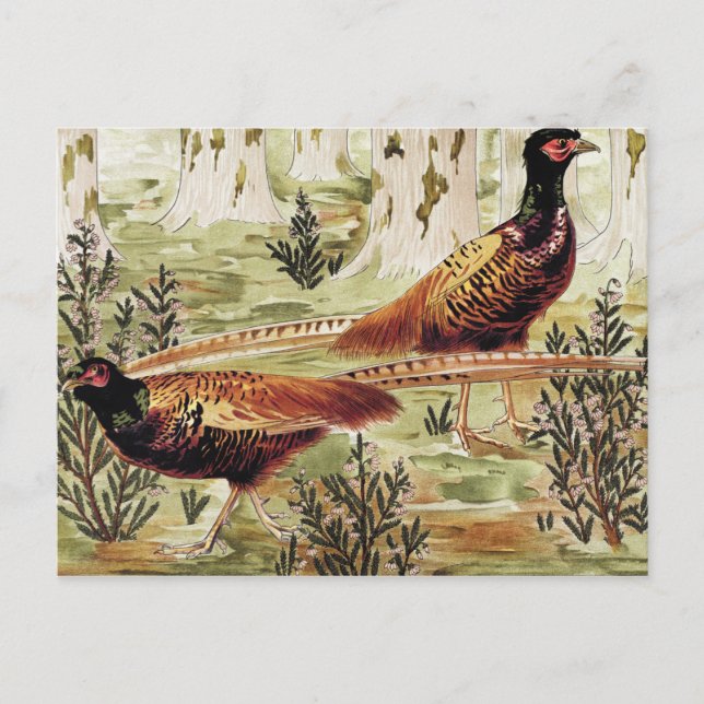 Regular Faisans by Maurice Pillard Verneuil Postcard (Front)