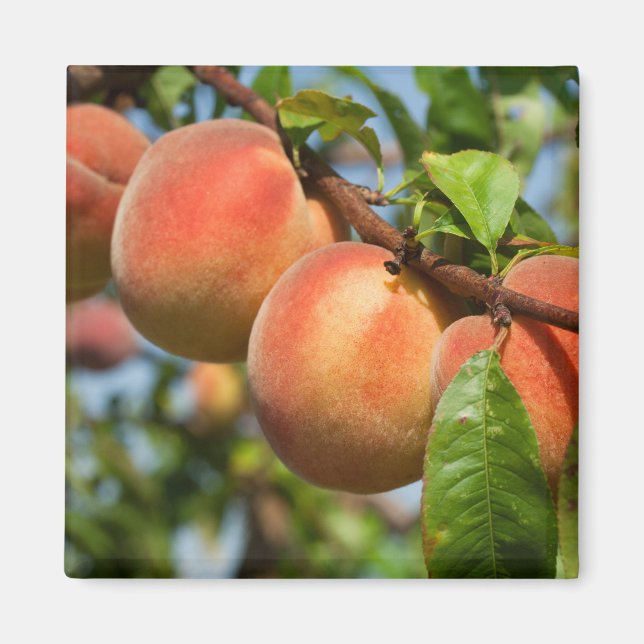 Reife Weingartenpfirsiche Magnet (Front)