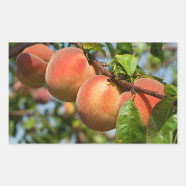 Reife Weingartenpfirsiche Rectangular Sticker (Front)